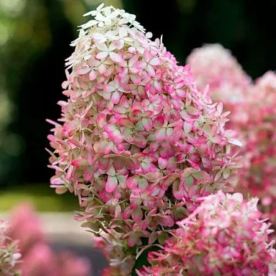 Гортензия РОЯЛ ФЛОВЕР метельчатая  Гортензия РОЯЛ ФЛОВЕР метельчатая в Истре