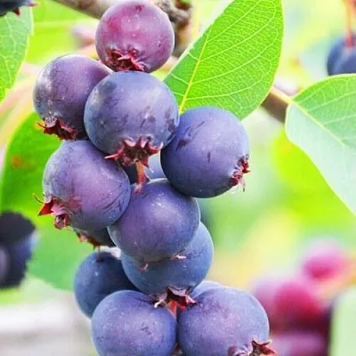 Ирга СМОУКИ  Ирга СМОУКИ в Истре