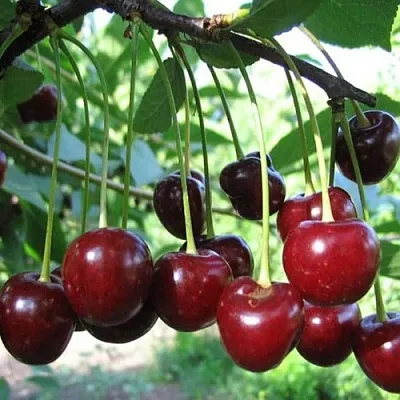 Вишня БЫСТРИНКА в Истре