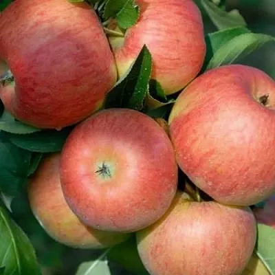 Яблоня ТОПАЗ в Истре