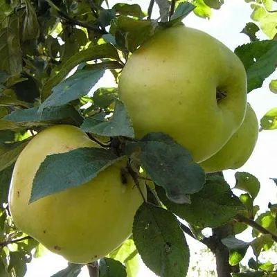 Яблоня Антоновка Обыкновенная в Истре