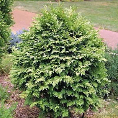 Туя ВАРЕАНА ЛЮТЕСЦЕНС западная  Туя ВАРЕАНА ЛЮТЕСЦЕНС западная в Истре