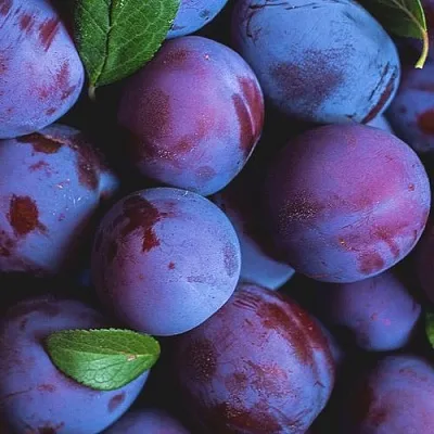 Слива  Слива в Истре