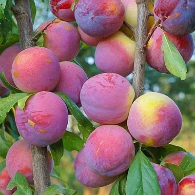 Слива КОЛОННОВИДНАЯ в Истре