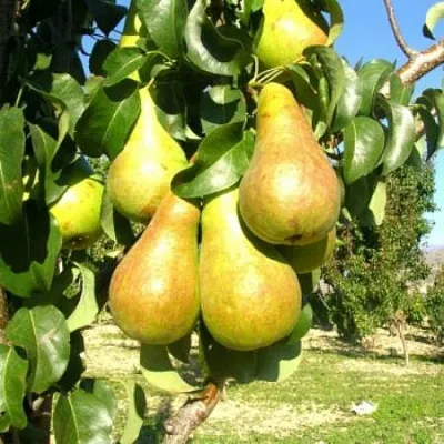 Груша Г-9 колонновидная в Истре