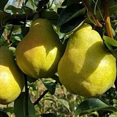 Груша СОКРОВИЩЕ в Истре