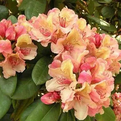 Рододендрон ФЛАУТАНДО в Истре