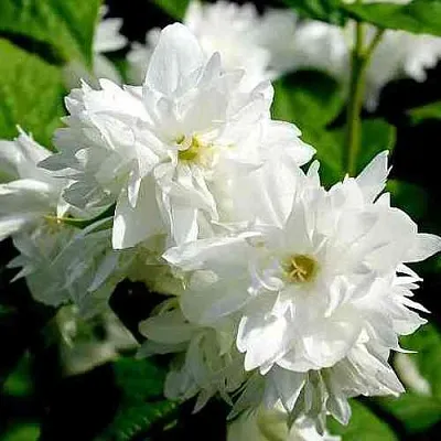 Жасмин ДАМ БЛАНШ  Жасмин ДАМ БЛАНШ в Истре