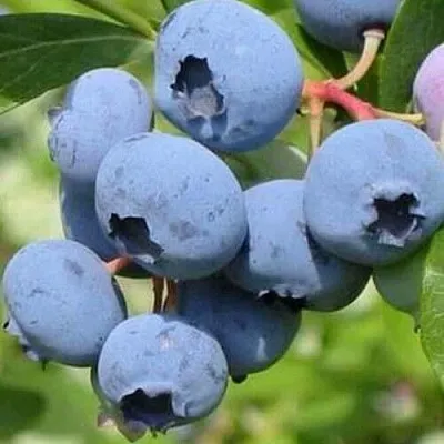 Голубика ДАРРОУ  Голубика ДАРРОУ в Истре