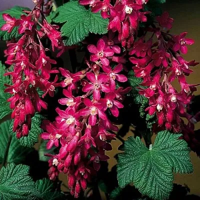 Смородина кроваво-красная в Истре