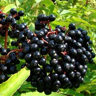 Бузина  Бузина в Истре