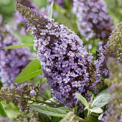 Буддлея давида БАТТЕРФЛЯЙ КАНДИ ЛИЛА СВИТХАРТ в Истре