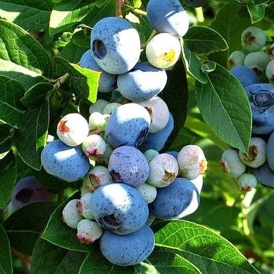 Голубика ВЕЙМУТ  Голубика ВЕЙМУТ в Истре