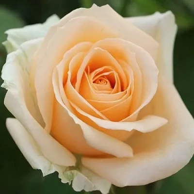 Саженцы роз ПИЧ АВАЛАНЖ чайно-гибридная  Саженцы роз ПИЧ АВАЛАНЖ чайно-гибридная в Истре