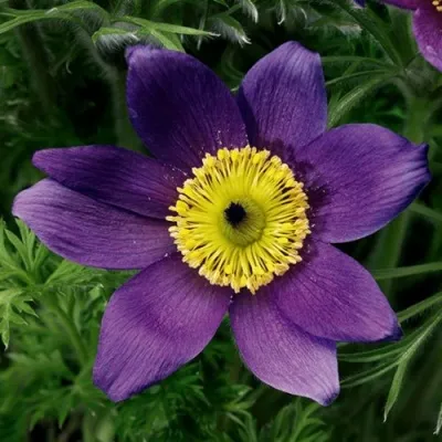 Прострел ПИНВИЛ БЛЮ ШЕЙДЕС в Истре