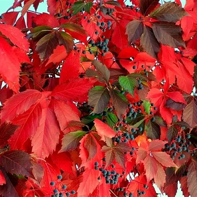 Девичий виноград в Истре