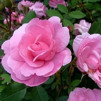 Саженцы роз ДЖОН ДЭВИС плетистая  Саженцы роз ДЖОН ДЭВИС плетистая в Истре