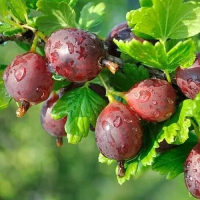 Крыжовник СЕРЕНАДА  Крыжовник СЕРЕНАДА в Истре