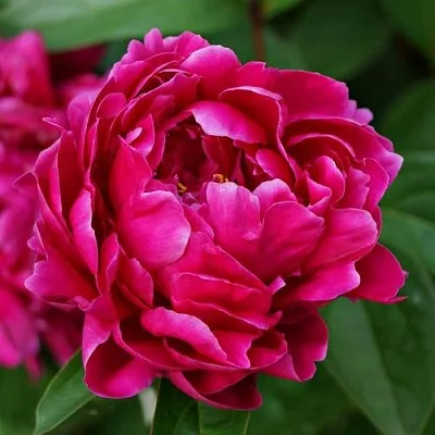 Пион ЛУИ ВАН-ГУТТ травянистый в Истре