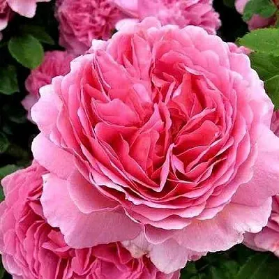 Саженцы роз ПРИНЦЕССА АЛЕКСАНДРА ОФ КЕНТ английская  Саженцы роз ПРИНЦЕССА АЛЕКСАНДРА ОФ КЕНТ английская в Истре