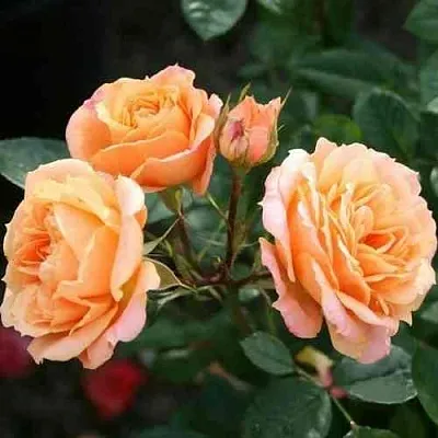 Саженцы роз КЛЕМЕНТИНА миниатюрная  Саженцы роз КЛЕМЕНТИНА миниатюрная в Истре