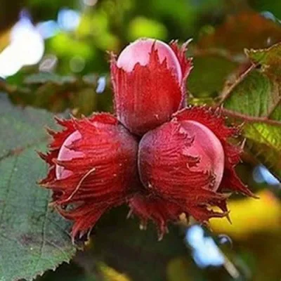 Фундук КРАСНЫЙ ЯНТАРЬ в Истре