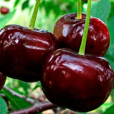 Дюк (черевишня)  Дюк (черевишня) в Истре