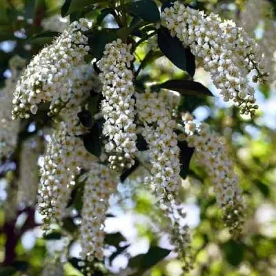 Черемуха виргинская ШУБЕРТ  Черемуха виргинская ШУБЕРТ в Истре