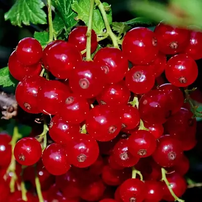 Смородина красная СЕРПАНТИН в Истре