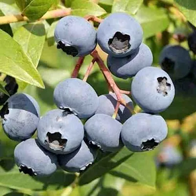 Голубика КРОЭТЭН  Голубика КРОЭТЭН в Истре