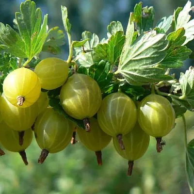 Крыжовник ЮБИЛЕЙНЫЙ  Крыжовник ЮБИЛЕЙНЫЙ в Истре