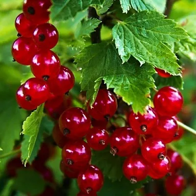 Смородина красная РОЛАН в Истре