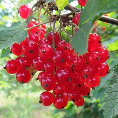 Смородина красная КРАСНАЯ АНДРЕЙЧЕНКО в Истре