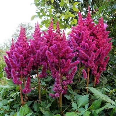 Астильба ВИЖНС китайская в Истре