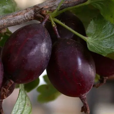 Крыжовник ЧЕЛЯБИНСКИЙ СЛАБОШИПОВАТЫЙ  Крыжовник ЧЕЛЯБИНСКИЙ СЛАБОШИПОВАТЫЙ в Истре