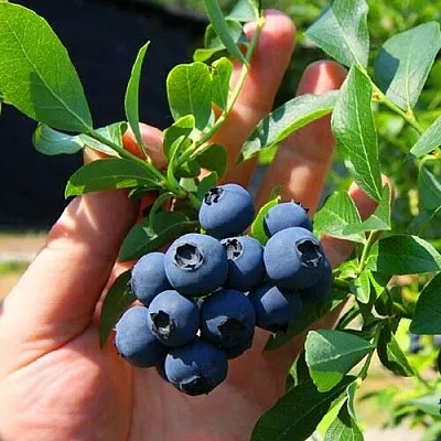 Голубика НОРТ КАНТРИ в Истре