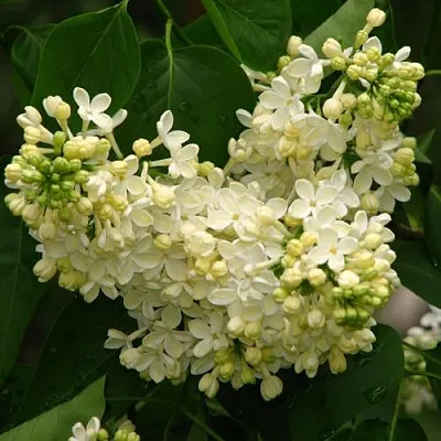 Сирень ПРИМРОУЗ  Сирень ПРИМРОУЗ в Истре