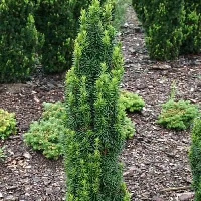 Тис ВОЙТЕК средний   Тис ВОЙТЕК средний  в Истре