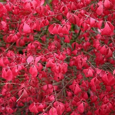 Бересклет КОМПАКТУС   Бересклет КОМПАКТУС  в Истре