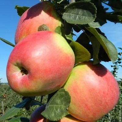 Яблоня БРЯНСКОЕ РОЗОВОЕ в Истре