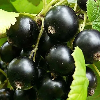 Смородина черная ЭБОНИ  Смородина черная ЭБОНИ в Истре