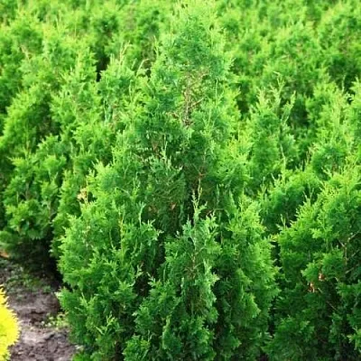 Туя СПИРАЛИС западная  Туя СПИРАЛИС западная в Истре