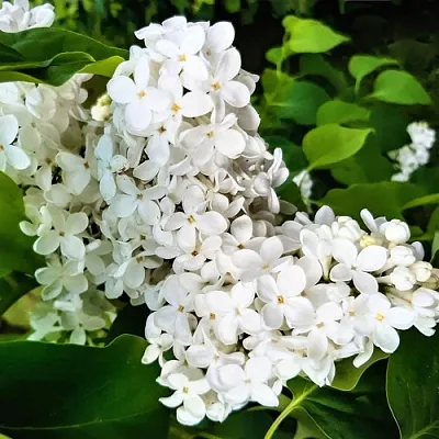 Сирень МАЛЕНЬКИЙ ПРИНЦ  Сирень МАЛЕНЬКИЙ ПРИНЦ в Истре