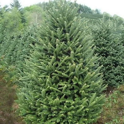 Пихта ФРАЗЕРА  Пихта ФРАЗЕРА в Истре