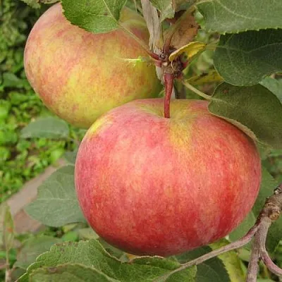 Яблоня ПЕРВОУРАЛЬСКОЕ в Истре