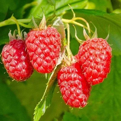 Малина ИЗОБИЛЬНАЯ в Истре