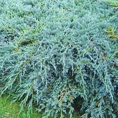 Можжевельник БЛЮ КАРПЕТ чешуйчатый  Можжевельник БЛЮ КАРПЕТ чешуйчатый в Истре