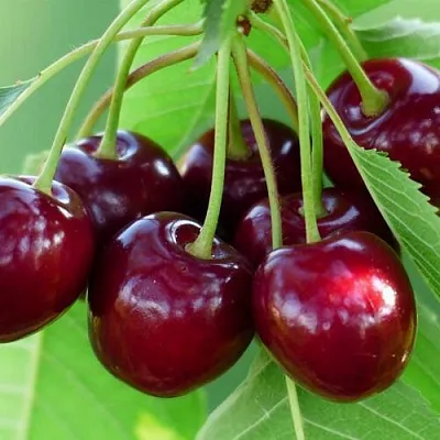 Дюк ЖИВИЦА (ЧЕРЕВИШНЯ)  Дюк ЖИВИЦА (ЧЕРЕВИШНЯ) в Истре