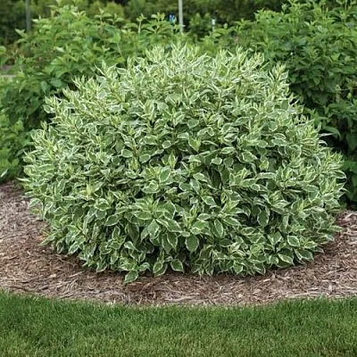 Дерен ЭЛЕГАНТИССИМА белый  Дерен ЭЛЕГАНТИССИМА белый в Истре