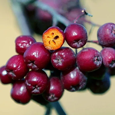 Рябина сладкоплодная  Рябина сладкоплодная в Истре